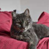 Picture of cat lost at Sainte Soulle