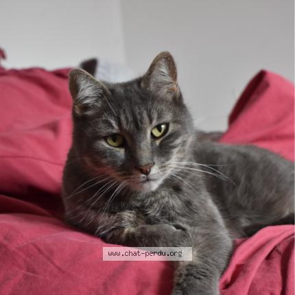 Photo 1/1 Pookie Chat lost in Sainte soulle