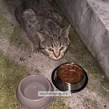 Photo 1/1 Found cat Found in Sevran