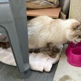 Picture of cat found at Colomiers