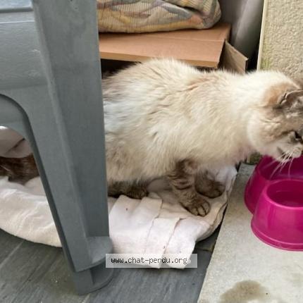 Photo 1/1 Cat reunited Found in Colomiers