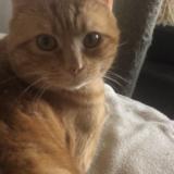 Picture of cat lost at Saint Just De Claix