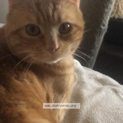 Photo 1/1 Mio Chat lost in Saint just de claix