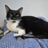 Picture of cat found at Colomiers