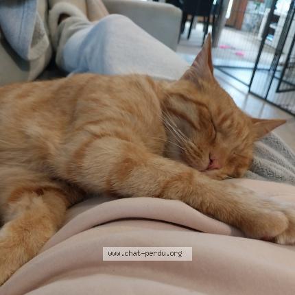 Photo 1/1 Pago Chat lost in Heric