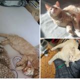 Picture of cat lost at Devesset