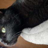 Picture of cat lost at Villers Au Flos