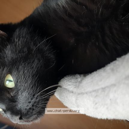 Photo 1/1 Tarzan Chat lost in Villers au flos