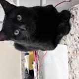 Picture of cat lost at Cape Coral