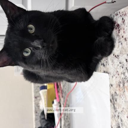 Photo 1/1 kuro Chat lost in Cape coral