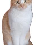 Picture of cat lost at Madrid