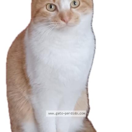 Photo 1/4 Terrón Chat lost in Madrid