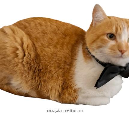 Photo 2/4 Terrón Chat lost in Madrid