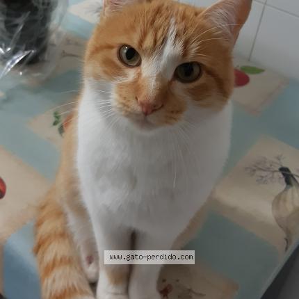 Photo 3/4 Terrón Chat lost in Madrid