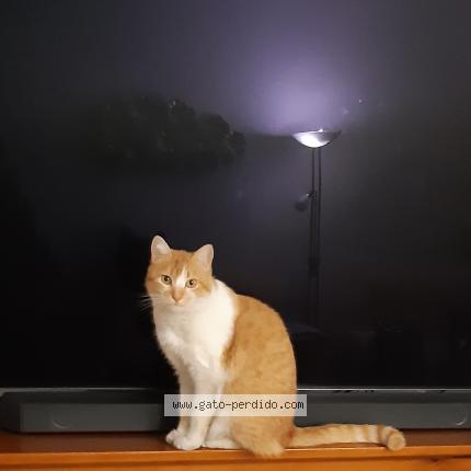 Photo 4/4 Terrón Chat lost in Madrid