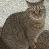 Picture of cat lost at Saint Raphael