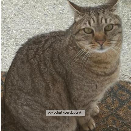 Photo 1/1 Vaska Chat lost in Saint raphael