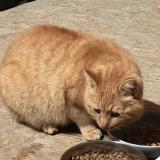 Picture of cat found at Orcay