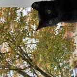 Picture of cat lost at Chantilly