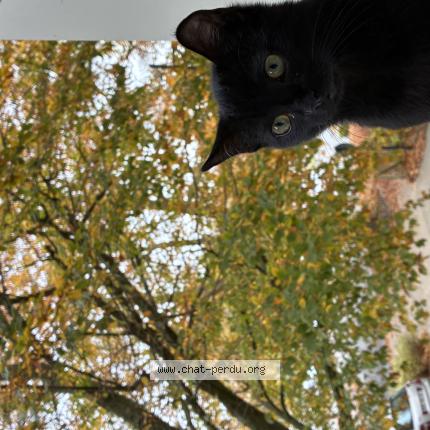 Photo 1/1 razmo Chat lost in Chantilly