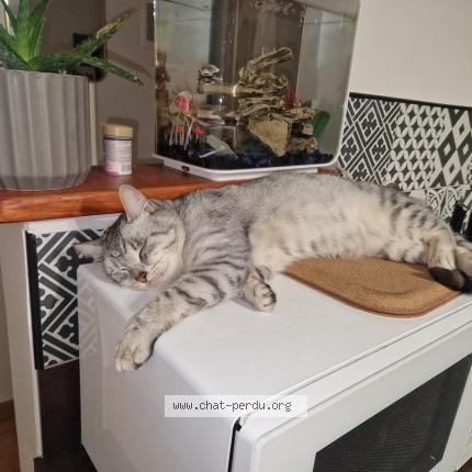 Photo 1/1 Nuage Chat lost in Venansault