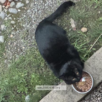 Photo 1/1 Found cat Found in Coventry