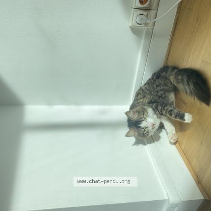 Photo 1/1 Blum Chat lost in Marly le roi