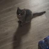 Picture of cat lost at Phoenix