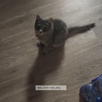 Photo 1/1 Ciaran Chat lost in Phoenix