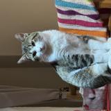 Picture of cat lost at Savigny Le Temple