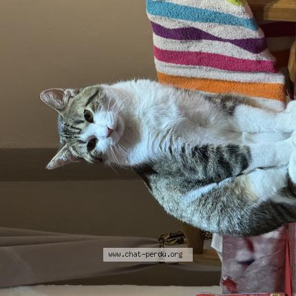 Photo 1/1 Hawk Chat lost in Savigny le temple