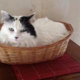 Picture of cat lost at La Vieille Lyre
