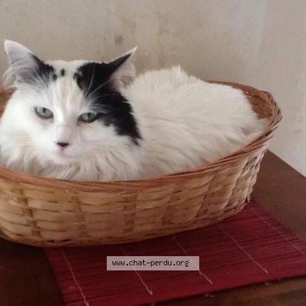 Photo 1/1 Eliot Chat lost in La vieille lyre