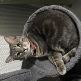 Picture of cat lost at Bourges