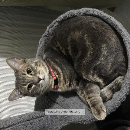 Photo 1/1 Mimi Chat lost in Bourges