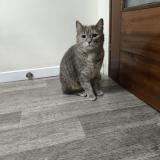 Picture of cat found at Argenteuil