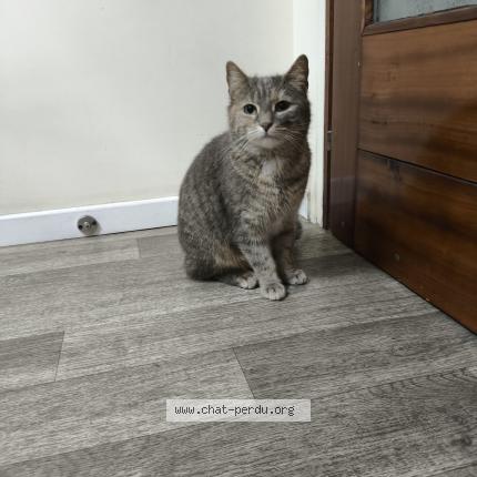 Photo 1/1 Found cat Found in Argenteuil