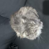 Picture of cat found at Chelles