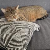 Picture of cat lost at Noailles