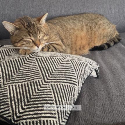 Photo 1/1 Tigrou Chat lost in Noailles