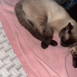 Picture of cat lost at Marcq En Baroel