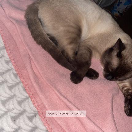 Photo 1/1 Symba Chat lost in Marcq en baroel