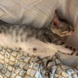 Picture of cat lost at La Ville Du Bois