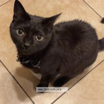 Photo 1/1 Bonnie Chat lost in Lynn