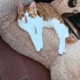 Picture of cat lost at Perpignan