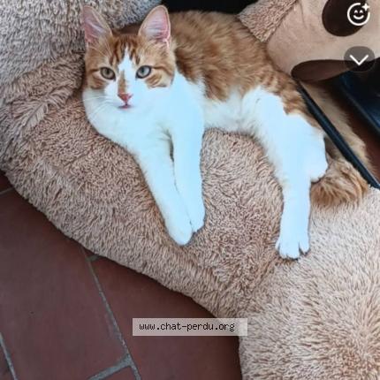 Photo 1/1 Pickatchu Chat lost in Perpignan