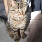 Picture of cat lost at St Gilles Croix De Vie