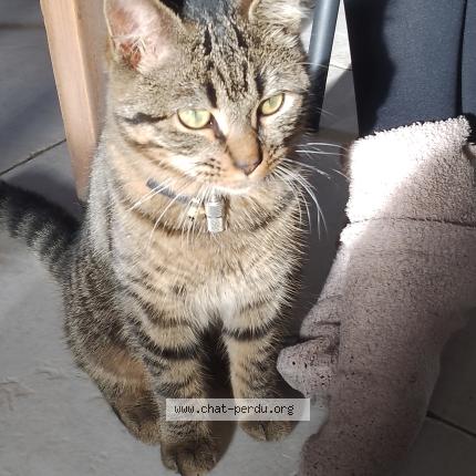 Photo 1/1 Arlo Chat lost in St gilles croix de vie