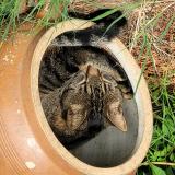 Picture of cat lost at Orcet