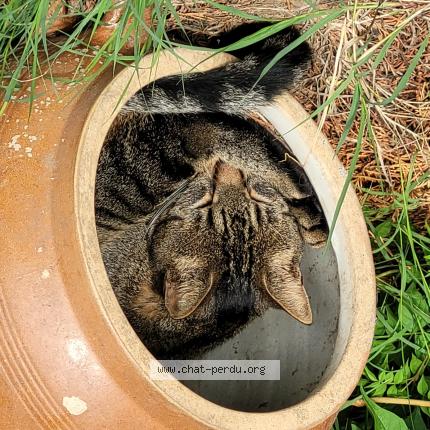 Photo 1/1 Volga Chat lost in Orcet